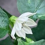 Capsicum annuum 花