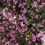 Saponaria ocymoides Folha