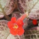 Episcia cupreata ᱵᱟᱦᱟ