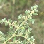 Herniaria incana Hábito