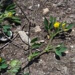 Medicago scutellata Hábito
