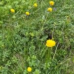 Trollius europaeus Pokrój