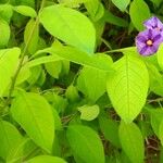 Solanum laciniatum Ліст