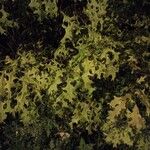 Quercus palustris Hostoa