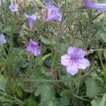 Ruellia nudiflora 花