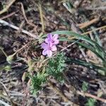 Erodium lebelii പുഷ്പം