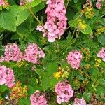 Diascia rigescens Květ