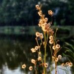 Erigeron acris Fruct