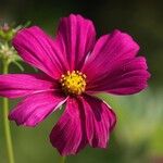 Cosmos caudatus Flower