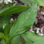 Ocimum kilimandscharicum Leaf