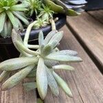 Dudleya greeneiLeaf