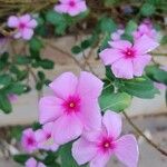 Catharanthus roseusКвітка