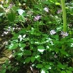 Cardamine chelidonia 形態