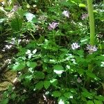 Cardamine chelidonia Habitat