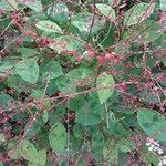 Persicaria virginiana Flor