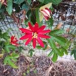 Passiflora manicata फूल