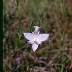 Calopogon tuberosus Kvet