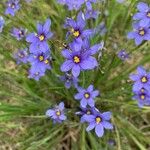 Sisyrinchium angustifolium Цветок