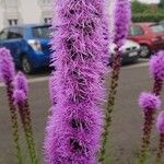 Liatris pycnostachya Floro