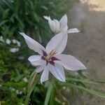 Gladiolus murielae Flower