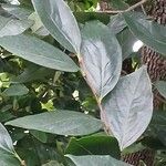 Diospyros kaki Leaf