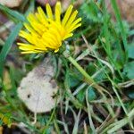 Taraxacum palustre Kukka