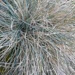 Festuca glauca Habitat