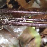 Triplophyllum buchholzii Hoja