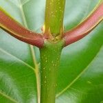 Nauclea latifolia Alia