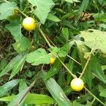 Solanum capsicoides Плод