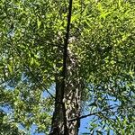 Salix nigra পাতা