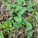 Viola × melissifolia Leaf