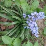 Hyacinthoides hispanica Flower