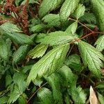 Astilbe rubra Blad