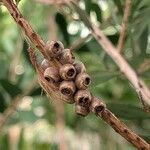 Melaleuca megalongensis Fruto