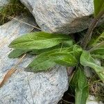 Campanula barbata Folha