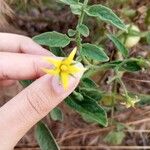 Solanum lycopersicum Blüte