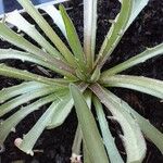 Catananche caerulea برگ