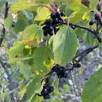 Rhamnus cathartica Fruit