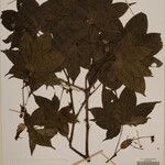 Acer campbellii Kita