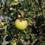 Solanum linnaeanumFruit