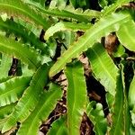 Asplenium scolopendrium Libunga