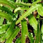 Asplenium scolopendrium Hábito