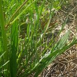 Podospermum laciniatum Leaf