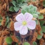Erodium corsicum Çiçek
