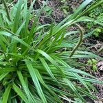 Carex pendula Leaf