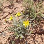 Machaeranthera gracilis Flor
