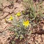 Xanthisma gracile Flower