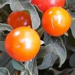 Solanum pseudocapsicum Fruit