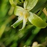 Habenaria humilior Flor